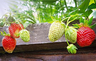 《DotAGE》开发者再度启航 想要实现所有设计思路